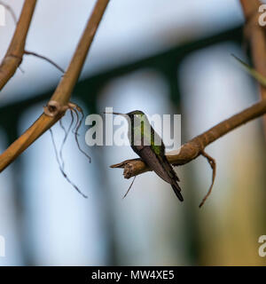 Maschio Smeraldo cubano Hummingbird appollaia Foto Stock