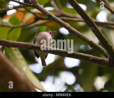 Tody cubano, un piccolo uccello, appollaiato su un ramo Foto Stock