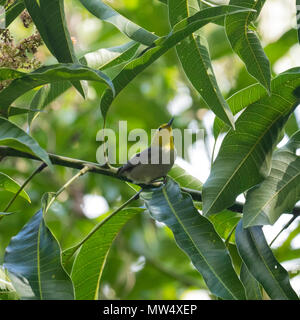 Giallo testa di trillo in Cuba Foto Stock