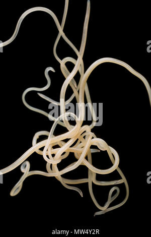 Live nematodi parassiti o roundworms, si trova nello stomaco e cavità intestinale di un pollack catturati nel canale inglese off la costa del Dorset. T Foto Stock