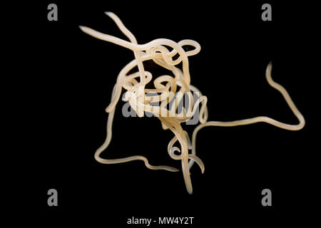 Live nematodi parassiti o roundworms, si trova nello stomaco e cavità intestinale di un pollack catturati nel canale inglese off la costa del Dorset. T Foto Stock