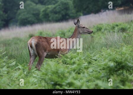 Cervi selvatici in Richmond Park Foto Stock