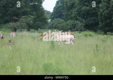 Cervi selvatici in Richmond Park Foto Stock