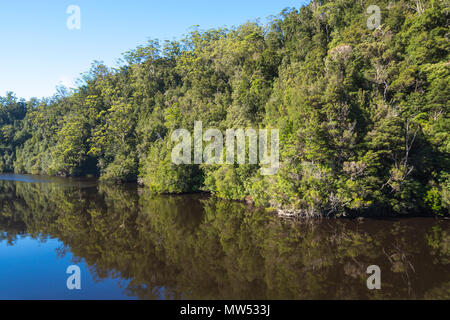 Alberi riflessa nel fiume Gordon, costa Ovest della Tasmania Foto Stock