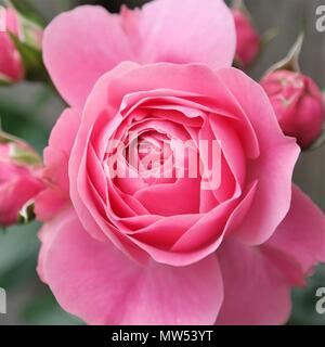 Primo piano di una vibrante rosa rosa circondato da gemme da una rosa e foglie verdi Foto Stock