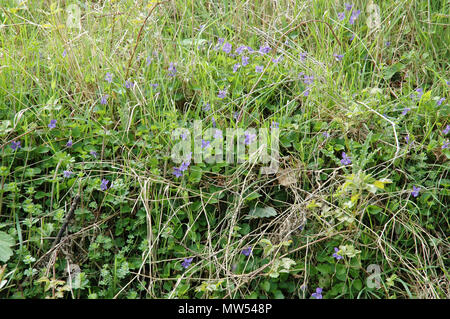 Dolci violette, Viola odorata, fioritura in corrispondenza di un margine del campo. Foto Stock