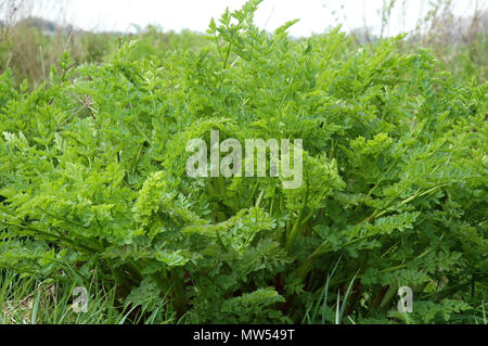 Sedano selvatico, Apium graveolens. Pianta intera. Foto Stock