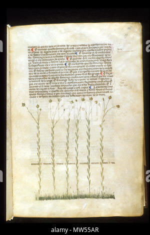 . Inglese: arapion il giovane, la traduzione delle Erbe (l 'a base di erbe di Carrara'), compresi il Liber agrega, Herbolario volgare; De medicamentis, con indice (ss. 263-265) Italia, N. (Padova); tra c. 1390 e 1404 . tra c. 1390 e 1404. Una traduzione italiana, eventualmente da una traduzione latina di un trattato originariamente scritto in arabo da Serapion il Giovane (Ibn Sarabi, probabilmente del XII secolo). 115 erbe Carrara09 Foto Stock