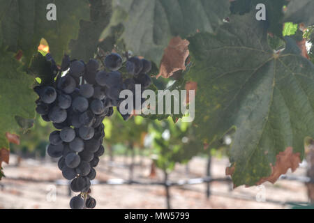 Appeso in vigna. Grappoli di uva cresce sui vitigni sotto il sole. Paffuto e deliziosa, succosa e pronto a mangiare! Il succo è celeste. Foto Stock