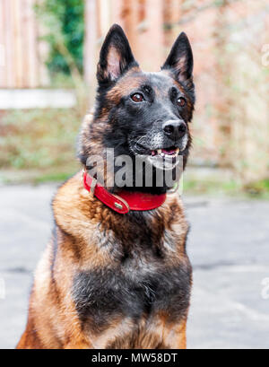 Il Malinois o Malinois belga, è una grande razza di cane, ma di come una varietà del pastore belga cane piuttosto che come una razza distinta. Foto Stock