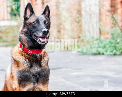 Il Malinois o Malinois belga, è una grande razza di cane, ma di come una varietà del pastore belga cane piuttosto che come una razza distinta. Foto Stock