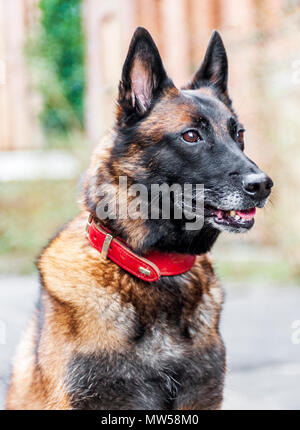 Il Malinois o Malinois belga, è una grande razza di cane, ma di come una varietà del pastore belga cane piuttosto che come una razza distinta. Foto Stock