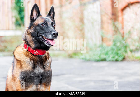 Il Malinois o Malinois belga, è una grande razza di cane, ma di come una varietà del pastore belga cane piuttosto che come una razza distinta. Foto Stock