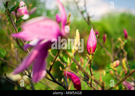Una vista di magnolie boccioli di fiori. Rosa e viola i fiori di magnolia. Garden Opera. Foto Stock