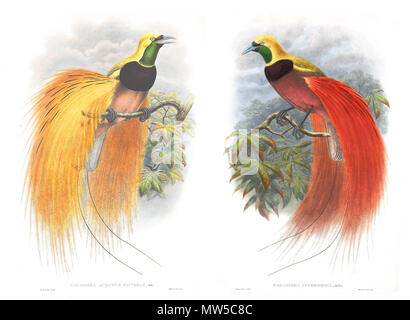 . Inglese: Due parzialmente restaurato immagini da John Gould distintivo della pubblicazione, Uccelli dell Asia. 1835. William Matthew Hart 320 John Gould &AMP; William Matthew Hart - uccelli del paradiso da uccelli dell Asia Foto Stock