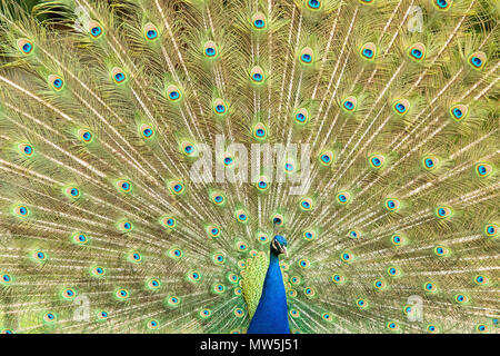 Nake peacock visualizzando le sue piume Newstead Abbey, Nottinghamshire, England, Regno Unito Foto Stock