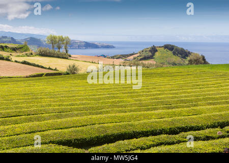 Verdi campi di tè sull isola Sao Miguel Foto Stock