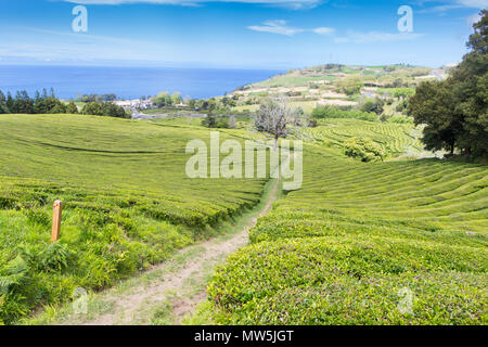 Verdi campi di tè sull isola Sao Miguel Foto Stock