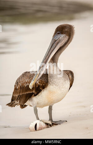 Brown Pelican mangiare una piccola Shark (Pelecanus occidentalis) nelle isole Galapagos, Ecuador Foto Stock