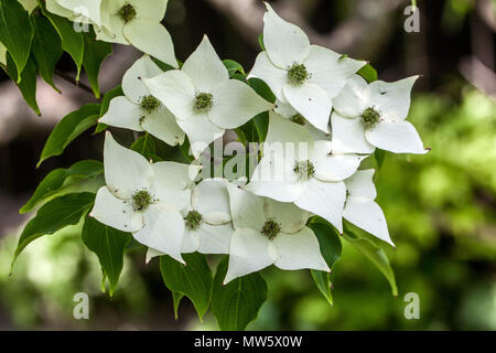 Dogwood, Cornus kousa 'Via Lattea' Fiori bianchi primo piano piante in fiore in giardino, Una colorazione verdastra Foto Stock