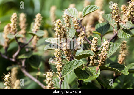 Fothergilla major, ontano delle streghe, semi in capsule dal becco di colore marrone-oliva Foto Stock