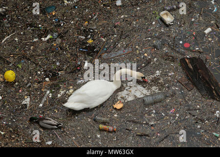 Un cigno nuota e feed amoungst rifiuti e inquinamento gettato nel fiume Tamigi in Limehouse Londra Foto Stock