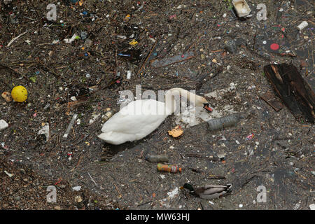 Un cigno nuota e feed amoungst rifiuti e inquinamento gettato nel fiume Tamigi in Limehouse Londra Foto Stock