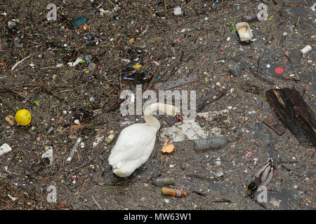 Un cigno nuota e feed amoungst rifiuti e inquinamento gettato nel fiume Tamigi in Limehouse Londra Foto Stock