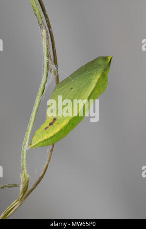 Goldene Acht, Goldene 8, Kleines Posthörnchen, Weißklee-Gelbling, Gemeiner Gelbling, Gelber Heufalter, Gemeiner Heufalter, Puppe, Gürtelpuppe, Colias Foto Stock