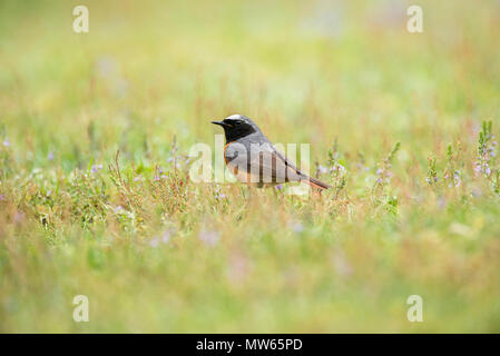 Maschio redstart comune (Phoenicurus phoenicurus) foraggio sul terreno Foto Stock