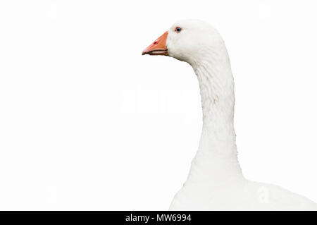 Goose (Anser anser domesticus) isolato Foto Stock