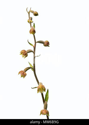 Wild Orchid. Microphylla bergonii. Aka Tiny-leafed bergonii. Nei pressi di specie minacciate. Foto Stock