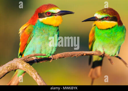 Coppia di gruccioni su un ramo secco nella mattina di primavera, della fauna selvatica e delle stagioni Foto Stock