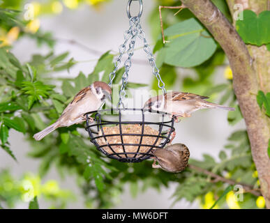 Passeri a bird feeder riempita con una palla di grasso Foto Stock