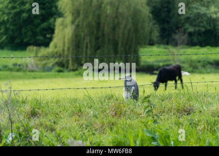 Un bambino airone cinerino (Ardea cinerea) con il collo retratto sat in un campo Foto Stock