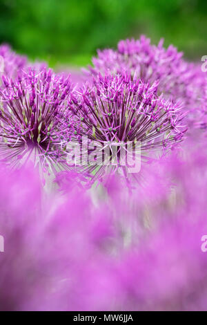 Allium " Purple Rain". Cipolla ornamentali fiori ad RHS Wisley Gardens, Surrey, Inghilterra Foto Stock