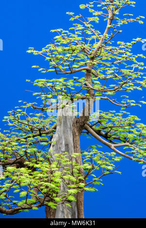 Metasequoia glyptostroboides. Dawn redwood albero di bonsai contro uno sfondo blu sul display a flower show. Regno Unito Foto Stock