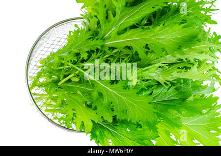 Il verde delle foglie di cavolo giapponese mizun. Foto Studio Foto Stock