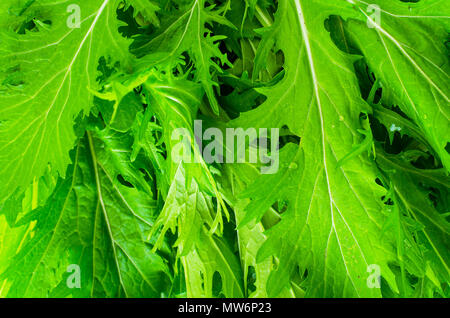 Il verde delle foglie di cavolo giapponese mizun. Foto Studio Foto Stock