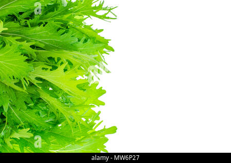 Il verde delle foglie di cavolo giapponese mizun. Foto Studio Foto Stock