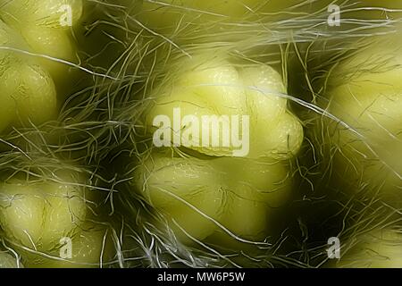 Stame di Willow, Salix phylicifolia, una immagine al microscopio Foto Stock