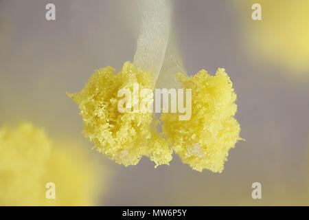Il polline di un salice, immagine al microscopio Foto Stock