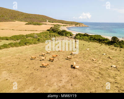 Vista aerea della spiaggia di Tamarone, Plage de Tamarone, le mucche al pascolo su un prato erboso vicino al mare, Cap Corse penisola, Macinaggio, Corsica, Francia Foto Stock