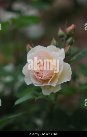 Penelope rosa ad arbusto da David Austin. Albicocca profumati fiori colorati di un vecchio tipo inglese. Foto Stock