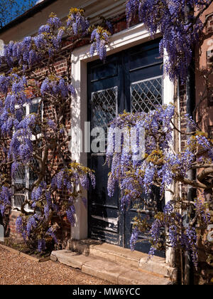 Il Glicine su una casa di paese inglese parete Foto Stock