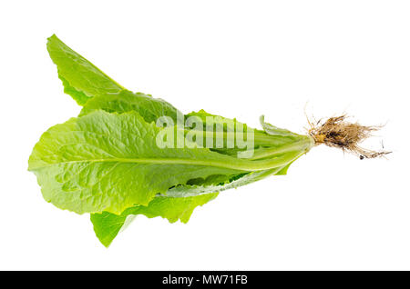 Il verde delle foglie e radici di Lactuca sativa. Foto Studio Foto Stock