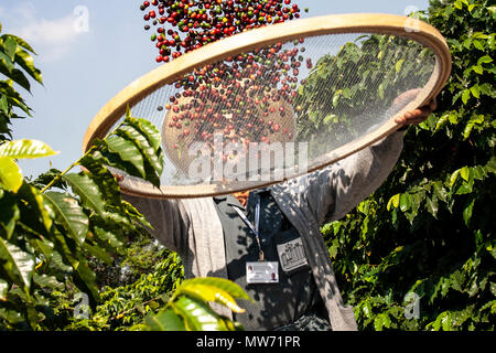 Sao Paulo, Brasile. Giugno 18, 2009. L'uomo la raccolta del caffè su il frutteto dell'Istituto biologico, la più antica urban piantagione di caffè nel paese, Foto Stock