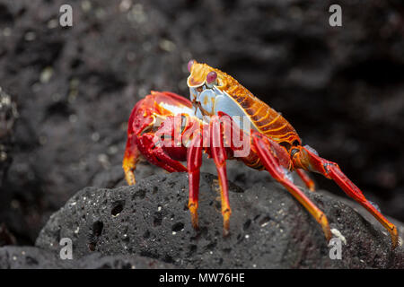 Sally Lightfoot Crab o Red Rock granchio (Grapsus grapsus) nelle isole Galapagos, Ecuador Foto Stock