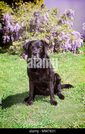 Senior black labrador retriever si siede tranquillamente nel cortile con prato verde e un vitigno di fiori di glicine. Si tratta di un molto soleggiata giornata e vi è un'ombra Foto Stock