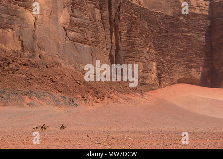 Camel caravan andando attraverso il Wadi Rum desert, Giordania Foto Stock